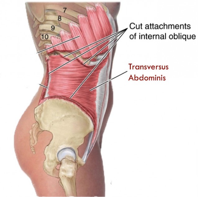 transversus_abdominis-637x631